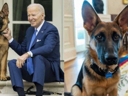 Dog's day out Joe Biden's canine Commander removed from White House after 11 biting incidents | Dog's day out: अमेरिकी राष्ट्रपति बाइडन का पालतू श्वान ‘कमांडर’ अब व्हाइट हाउस में उनके साथ नहीं रहेगा, आखिर क्या है वजह