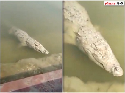 watch viral video on media crocodile at Bhairav Ghat | Viral Video: भैरव घाट पर विशाल मगरमच्छ देख लोग डरे हुए हैं, देखें वीडियो
