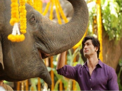 ‘Junglee’ Trailer: Vidyut Jammwal turns protector of the animal kingdom in this action-packed trailer | Junglee Trailer: विद्युत के ऐक्शन पैक्ड अवतार से भरा 'जंगली' का ट्रेलर हुआ रिलीज, इंसान और हाथी के इमोशन को देख फैंस होंगे दीवाने