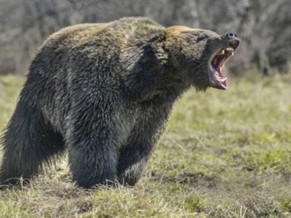 Man wrestles and punches 160-kg brown bear to save his dog life know here what happends next | बहादुरी को सलाम: 160 किलो वजनी भालू से अकेला भिड़ गया यह शख्स और बचा ली अपने खास दोस्त की जान, हो रही है तारीफ