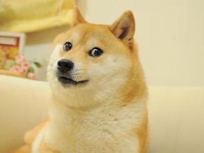 Crypto icon Kabosu Doge meme dog passes away | RIP Kabosu: क्रिप्टो आइकन काबोसु डॉग का निधन, 'Doge Meme' के नाम से सोशल मीडिया पर था फेमस; यूजर्स ने व्यक्त की संवेदनाएं