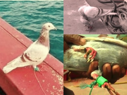 Odisha: Spy pigeon carrying fishermen, equipped with camera, microchip, was filling sea flight | ओडिशा: जासूसी कबूतर चढ़ा मछुआरों के हत्थे, कैमरे, माइक्रोचिप से लैस भर रहा था समुद्री उड़ान