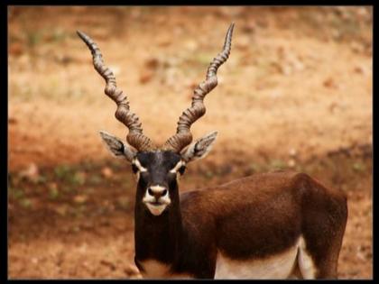 India's Wild Life Centuries where you can see the Blackbuck, know interesting facts about Blackbuck | देश के इन वाइल्ड लाइफ सेंचुरी में देखे जा सकते हैं 'काले हिरण', जानिए इनसे जुड़े रोचक तथ्य