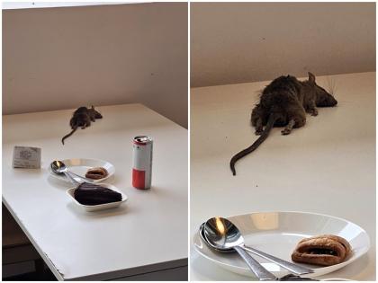 karnataka bangalore dead rat fall on customer table in IKEA Nagasandra | कर्नाटक: नागासंद्रा के IKEA रेस्तरां में खा रहे ग्राहक के टेबल पर गिरा मरा हुआ चूहा, कंपनी ने ट्वीट कर मांगी माफी-कही जांच की बात