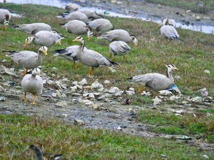 Kashmir in Winters: कश्मीर में इस साल प्रवासी पक्षियों की भरमार, शालबुग वेटलैंड में पहुंचें लाखों पक्षी