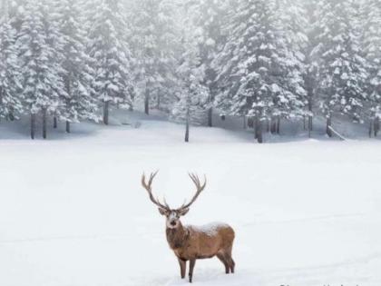 The number of Kashmir stag antelope is likely to increase in Kashmir Forest Department claims | कश्मीर में हंगुल मृग की संख्या बढ़ने के आसार, वन विभाग ने किया दावा