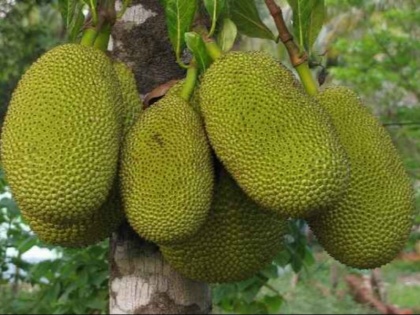 Health benefits of Jackfruit or kathal in Hindi: 10 amazing health benefits of jackfruit | कटहल खाने के फायदे : पोषक तत्वों का भंडार है कटहल, अस्थमा, डायबिटीज, बीपी जैसे 10 रोगों से कर सकता है बचाव