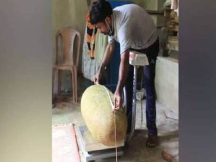 in kerala man find Heaviest 51.4 kg Jackfruit applying for Guinness World Records | केरल में मिला 51. 4 किलोग्राम का कटहल, परिवार ने गिनीज वर्ल्ड रिकॉर्ड्स में शामिल होने के लिए किया अप्लाई