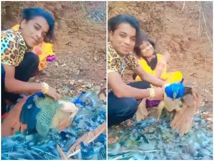 katni young man mercilessly plucked the peacock feather just to make instagram reels death national bird mp police took action-claim | Video: रील्स बनाने के लिए युवक ने बेरहमी से नोचे मोर के पंख, पंक्षी की हुई मौत, पुलिस ने लिया ये एक्शन
