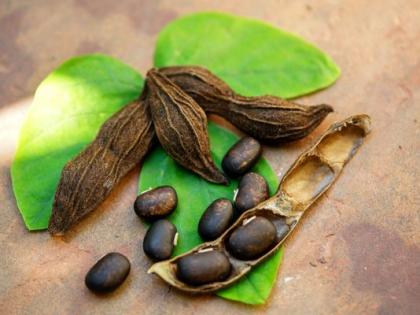 Health benefits of ayurveda herbs arjun ka ped, kantola, Bombax for anemia, asthma, weakens bones, diarrhea, skin disease, piles and ear pain | आयुर्वेद की 'जान' माने जाते हैं ये 4 पेड़-पौधे, खून की कमी, कमजोरी, अस्थमा, बवासीर का करते हैं इलाज