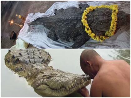 Kerala Crocodile Babiya living temple 70 years died tribute paid guard eating prasad | केरल: 70 साल से मंदिर में रह रहे मगरमच्छ ‘बबिया’ का हुआ निधन, प्रसाद खाकर टेम्पल की रखवाली करने वाले को ऐसे दी गई श्रद्धांजलि