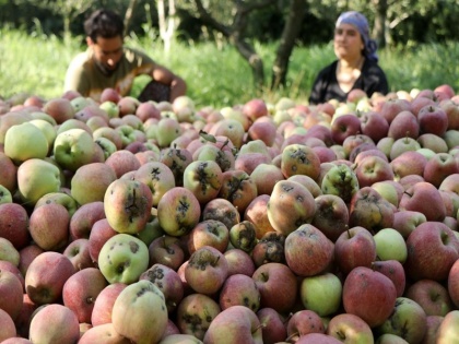 Apple crop has become a loss deal for Kashmiris this time | सेब की बंपर पैदावार के बावजूद कश्मीरी किसानों में निराशा, बनी घाटे का सौदा, जानिए क्यों?