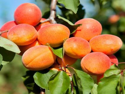 health benefits of khubani or Apricot fruit: 10 amazing health benefits of Apricot in Hindi | Diet tips: कमजोरी दूर करके ताकत बढ़ाने, खून की कमी, हार्ट डिजीज और कैंसर से बचाने के लिए खाएं ये पीला फल health benefits of khubani or Apricot fruit: 10 amazing health benefits of Apricot in Hindi | Diet tips: कमजोरी दूर करके ताकत बढ़ाने, खून की कमी, हार्ट डिजीज और कैंसर से बचाने के लिए खाएं ये पीला फल