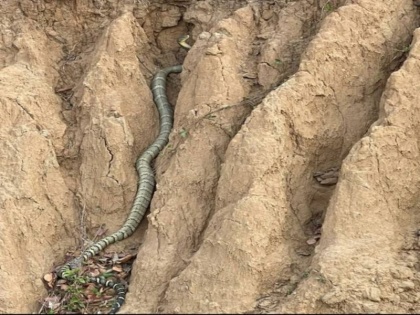 for the very first time king cobra sightes near kolar forest in himachal pradesh sirmour | हिमाचल प्रदेश में पहली बार दिखा किंग कोबरा, वीडियो हुआ वायरल, देखकर आप भी होंगे हैरान