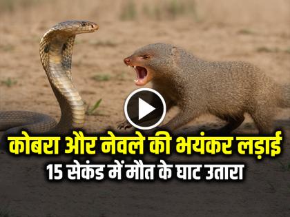 King Cobra and Mongoose Fight Video Goes Viral on Social Media | VIDEO: 15 सेकंड में मौत के घाट उतारा, किंग कोबरा और नेवले की भयंकर लड़ाई का वीडियो वायरल