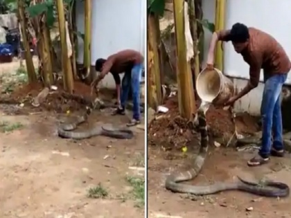 king cobra enjoys cold water shower Video goes viral | घर के बाहर नल के पास बैठा था किंग कोबरा, शख्स ने बाल्टी से डाला पानी तो हुआ कुछ ऐसा, देखें वायरल वीडियो