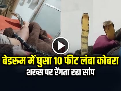 King Cobra Enter in Bedroom Video Goes Viral on Social Media | VIDEO: बेडरूम में घुसा 10 फीट लंबा कोबरा, रोंगटे खड़े करने वाला वीडियो वायरल King Cobra Enter in Bedroom Video Goes Viral on Social Media | VIDEO: बेडरूम में घुसा 10 फीट लंबा कोबरा, रोंगटे खड़े करने वाला वीडियो वायरल