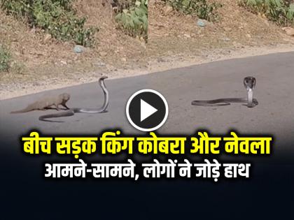 King cobra snake and mongoose face to face in the middle of the road, watch the video | VIRAL: बीच सड़क किंग कोबरा सांप और नेवला आमने-सामने, लोगों ने जोड़े हाथ, देखें वीडियो
