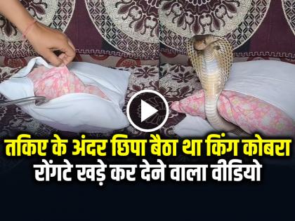 King Cobra Was Hiding Inside the Pillow Man finds cobra hiding in sofa cover | VIDEO: रोंगटे खड़े कर देने वाला वीडियो, तकिए के अंदर छिपा बैठा था किंग कोबरा King Cobra Was Hiding Inside the Pillow Man finds cobra hiding in sofa cover | VIDEO: रोंगटे खड़े कर देने वाला वीडियो, तकिए के अंदर छिपा बैठा था किंग कोबरा