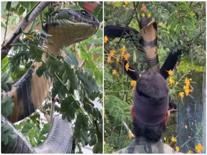 VIDEO: 12 foot long king cobra rescued in Karnataka, you will get goosebumps after watching the video | VIDEO: 12 फुट लंबे किंग कोबरा को बड़ी मुश्किल से किया गया काबू, कमजोर दिल वाले न देखें ये वीडियो
