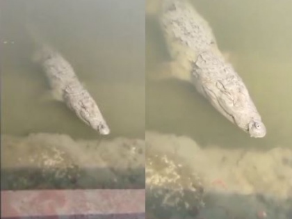 Kanpur Crocodile seen at Bhairon Ghat fishermen risked their lives to catch it watch full video here | कानपुर: भैरों घाट की सीढ़ियों पर पहुंचा मगरमच्छ, मच्छुआरों ने 'जान की बाजी' लगाकर पकड़ा, यहां देखें पूरा वीडियो