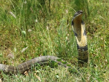 15 ft king cobra rescued by forest dept in visakhapatnam andhra pradesh | इस गांव में मिला दुर्लभ किंग कोबरा, 15 फीट लंबे सांप को देख थम गईं सबकी सांसें, देखें.. वन अधिकारियों ने कैसे पकड़ा