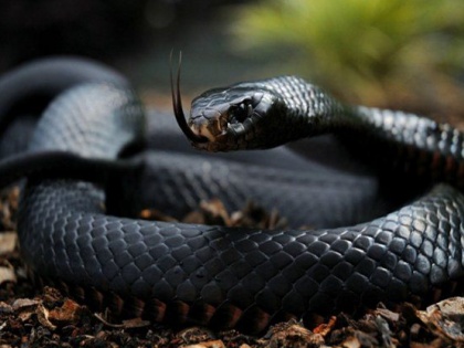Bihar: There was a gathering of cobra snakes at the house of the state president of AIMIM, more than two dozen were removed, there is a possibility of dozens | बिहार: AIMIM के प्रदेश अध्यक्ष के घर पर था कोबरा सांपों का जमावड़ा, दो दर्जन से अधिक निकाले गए, अभी दर्जनों के होने की है संभावना