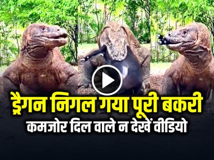 Komodo Dragon Swallowed Whole Goat Watch Viral Video | VIDEO: खूंखार ड्रैगन निगल गया पूरी बकरी, कमजोर दिल वाले न देखें वीडियो Komodo Dragon Swallowed Whole Goat Watch Viral Video | VIDEO: खूंखार ड्रैगन निगल गया पूरी बकरी, कमजोर दिल वाले न देखें वीडियो