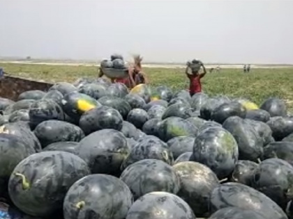 Bihar: farming of watermelon on sandy land of Koshi River | बिहार: शोक मानी जानेवाली कोसी नदी किसानों के लिए उपजा रही सोना, तरबूज की खेती से हो रहे हैं मालामाल