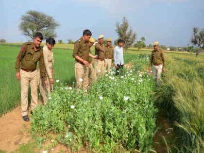two arrested including an alleged journalist who was leveling forest land with JCB for opium cultivation | अफीम की खेती के लिए जेसीबी से वन भूमि को समतल कर रहे एक कथित पत्रकार समेत दो गिरफ्तार
