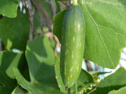 Eat kundru for weight loss, controlling blood sugar; know all amazing benefits of ivy gourd | वजन घटाने, ब्लड शुगर कंट्रोल करने के लिए खाएं कुंदरू, जानिए इसके अद्भुत फायदों के बारे में