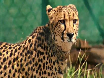 Radio collars removed from six cheetahs in Kuno National Park, two cheetahs 'severe infection' | कूनो नेशनल पार्क में छह चीतों के गले से हटाये गये रेडियो कॉलर, दो चीतों को 'गंभीर संक्रमण'