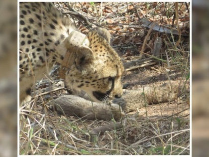 South African Cheetah Mother, Gamini, Sets Record With Six Cubs clarifies Minister Bhupender Yadav Kuno National Park in Madhya Pradesh see video | Cheetah Mother Gamini: बधाई हो बधाई, खुशी का कोई अंत नहीं है, एक साथ छह शावक का जन्म, अफ्रीकी मादा चीता 'गामिनी' किया धमाल