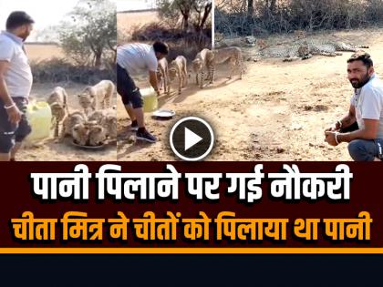 Kuno National Park The Department Fired Employee who used to give water to cheetahs | पानी पिलाने पर गई नौकरी, चीता मित्र ने चीतों को पिलाया था पानी, जानें क्या है पूरा मामला