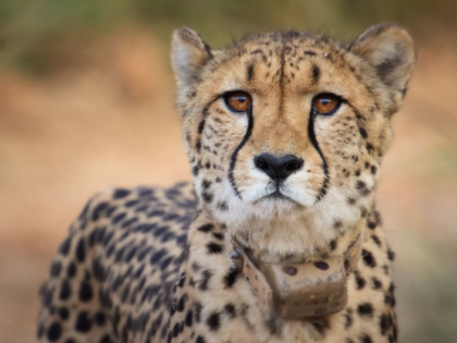Kuno National Park female Cheetah 'Shasha' brought Namibia to MP's Kuno National Park December 22 died suffering kidney infection  | Kuno National Park: कूनो राष्ट्रीय उद्यान में मादा चीता ‘साशा’ की गुर्दे की बीमारी के कारण मौत, जानिए