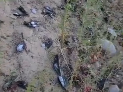Hundreds of blackbirds fell dead in Mexico incident captured on CCTV | सैंकड़ों ब्लैकबर्ड्स मेक्सिको में मृत होकर गिरे, घटना का सामने आया वीडियो, वन्यजीव विशेषज्ञ भी हैरान