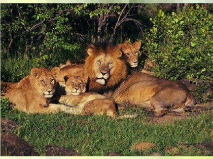 8 lions from Gujarat to be shifted to UP zoo. | गुजरात से दो शेरों और छह शेरनियों को यूपी के गोरखपुर जू में भेजा जाएगा