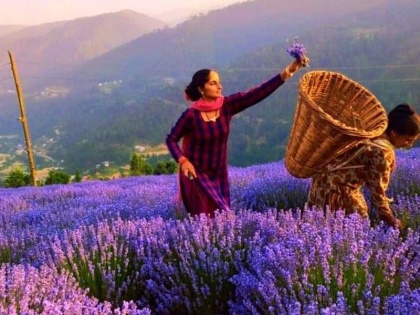 Blue revolution in Kashmir: Lavender cultivation changed the future of 5000 farmers | कश्मीर में नीली क्रांति: लैवेंडर की खेती ने बदला 5 हजार किसानों का भविष्य