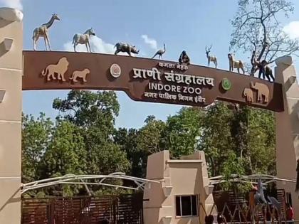 Rabies spread in Indore zoo death of six wolves | इंदौर के चिड़ियाघर में फैला रैबीज, तीन दिन में 6 भेड़ियों की मौत