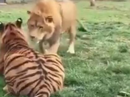 lion gets into a fight with tiger in viral video | बाघ के अटैक पर शेर ने पलटकर मारा मुक्का, देखिए किसकी हुई जीत, वायरल हुआ ये वीडियो