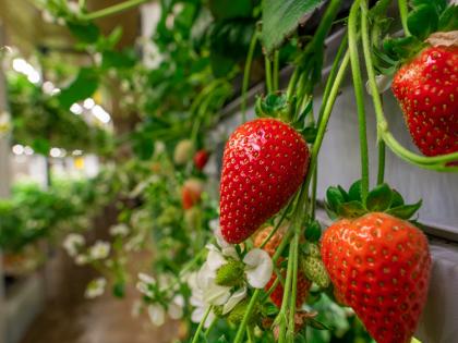 IIT Indore What technology Photodynamic Inactivation LED become protective shield for fruits and vegetables | IIT Indore: क्या है तकनीक ‘फोटोडाइनेमिक इनेक्टिवेशन’?, फल-सब्जियों का रक्षा कवच कैसे, जानें उपाय