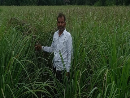 In the Naxal affected areas of Bihar, lemon grass brought prosperity here | बिहार के नक्सल प्रभावित इलाके जहां की जमीन रहती थी रक्तरंजित, वहां लेमनग्रास ने लाई खुशहाली