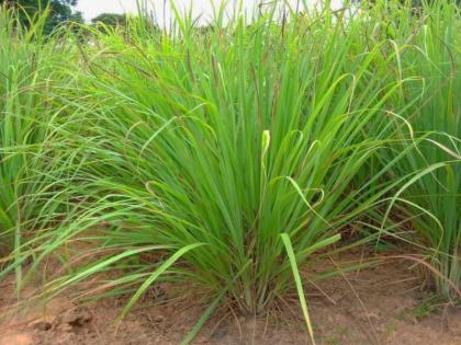Health benefits of lemongrass for Relieving anxiety, Lowering cholesterol, Preventing infection, Boosting oral health, Relieving pain, Boosting red blood cell levels, Relieving bloating in Hindi | देखते ही घर ले आना ये घास, खून की कमी, कोलेस्ट्रॉल, मोटापा जैसे 10 रोगों का काल हैं इसका रस Health benefits of lemongrass for Relieving anxiety, Lowering cholesterol, Preventing infection, Boosting oral health, Relieving pain, Boosting red blood cell levels, Relieving bloating in Hindi | देखते ही घर ले आना ये घास, खून की कमी, कोलेस्ट्रॉल, मोटापा जैसे 10 रोगों का काल हैं इसका रस