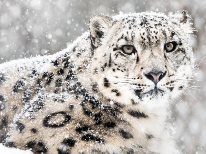 A total of 718 snow leopards are present in India their presence has been recorded from Himachal to Ladakh SPAI | भारत में कुल 718 स्नो लेपर्ड मौजूद, हिमाचल से लेकर लद्दाख में इनकी उपस्थिति हुई दर्ज- एसपीएआई रिपोर्ट
