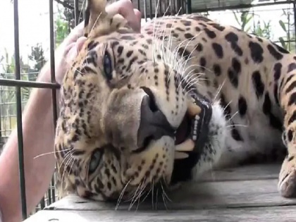 viral video leopard reaction on scritches by man repeatedly watch | Viral Video: तेंदुए को सहलाने के लिए शख्स ने पिंजरे के अंदर डाला हाथ, फिर जो हुआ वो आपको चौंका देगा