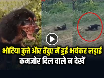 Leopard and Dog Fight Video goes viral on social media | VIDEO: भोटिया कुत्ते और तेंदुए में हुई भयंकर लड़ाई, कमजोर दिल वाले न देखें