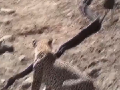 The fight between the leopard and the python, the video is going viral on social media, see whose victory? | तेंदुए और अजगर के बीच हुई लड़ाई, वायरल वीडियो में देखिए किसकी हुई जीत?