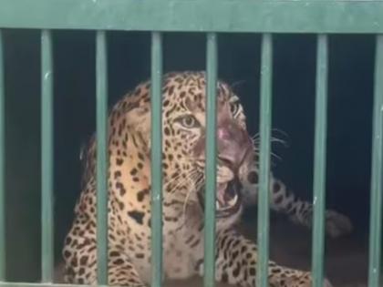 Bengaluru: 5-year-old male leopard captured using thermal drone and Tumakuru cage | Bengaluru: थर्मल ड्रोन और तुमकुरु पिंजरे के ज़रिए पकड़ा गया 5 वर्षीय नर तेंदुआ