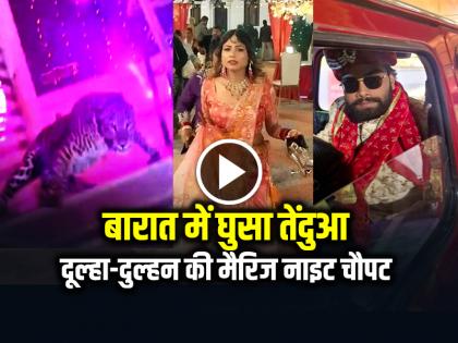 Leopard entered in wedding Venue in Lucknow banquet hall video goes viral | VIDEO: बारात में घुसा तेंदुआ, दूल्हा-दुल्हन की मैरिज नाइट चौपट, देखें वीडियो