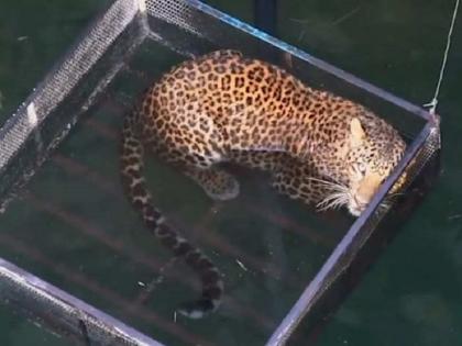 How the leopard that fell in a 50 feet deep well survived, watch the video | 50 फीट गहरे कुएं में गिरे तेंदुए की कैसे बची जान, देखिये वीडियो